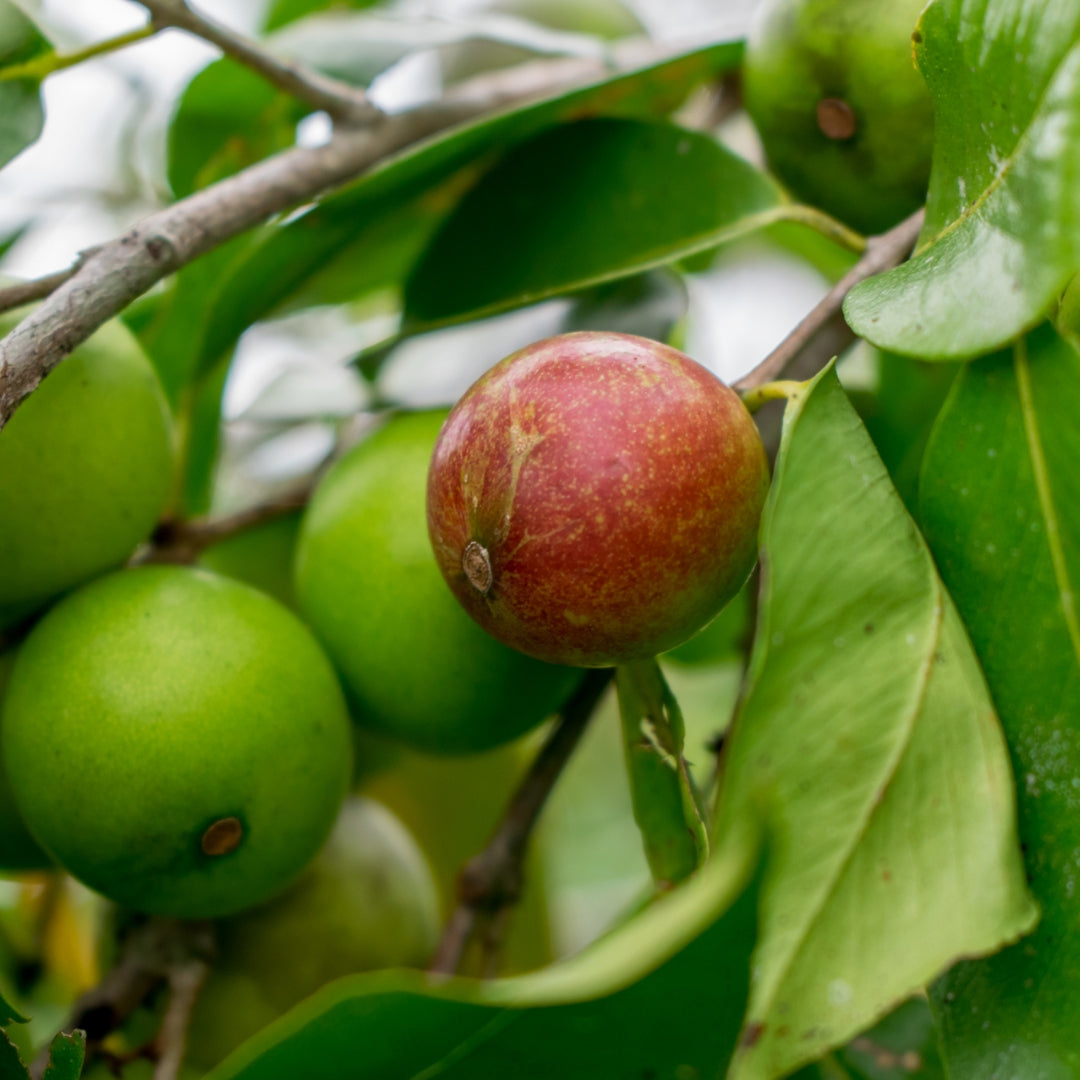 fruit de camu camu