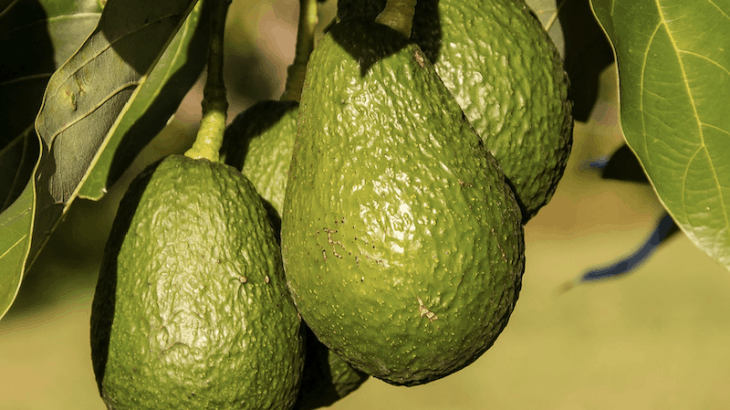 L’avocat, or vert du Mexique