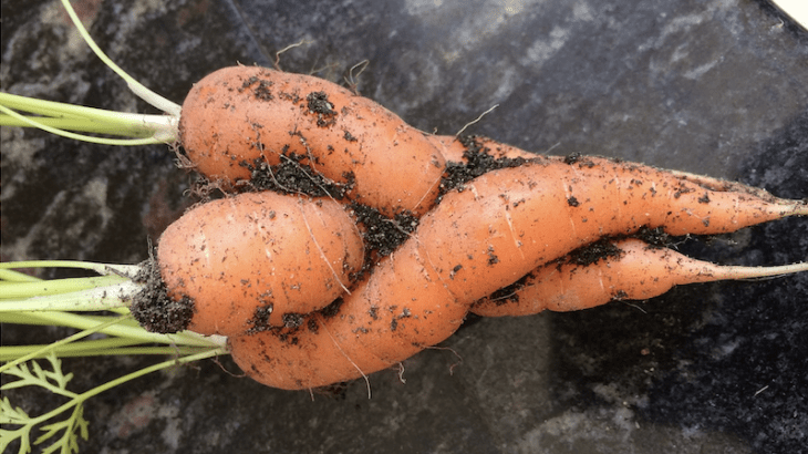 Les légumes des amoureux