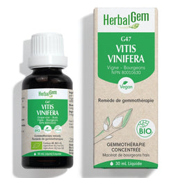 Herbalgem G47 Vitis vinifera