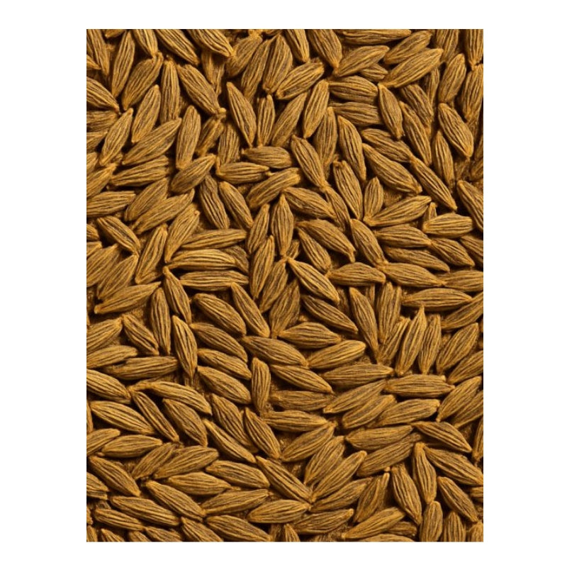Dion - Carvi en graines biologique - texture