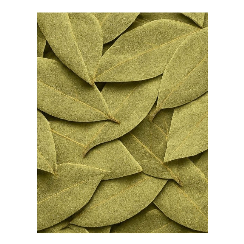 Dion - Feuilles de laurier - texture