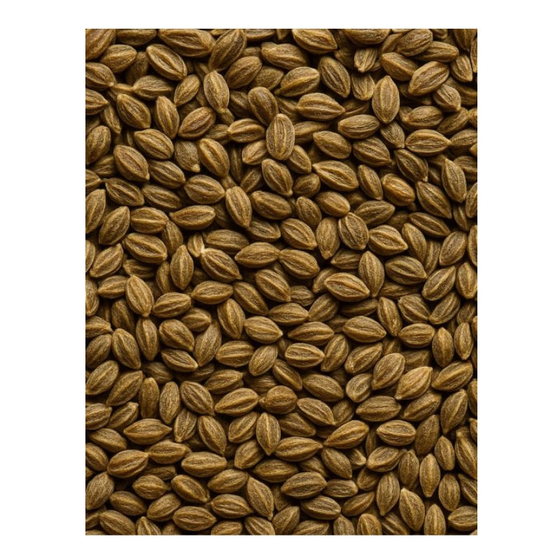Dion - Graines de céleri biologiques - texture