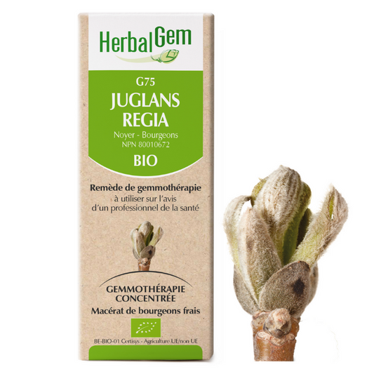 Herbalgem G75 Juglans regia biologique Noyer - Bourgeons remède de gemmothérapie macérat de bourgeons frais