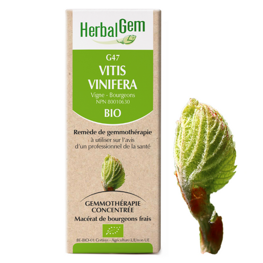 Herbalgem G47 Vitis Vinifera vigne Bourgeons remède gemmothérapie macérat de bourgeons frais